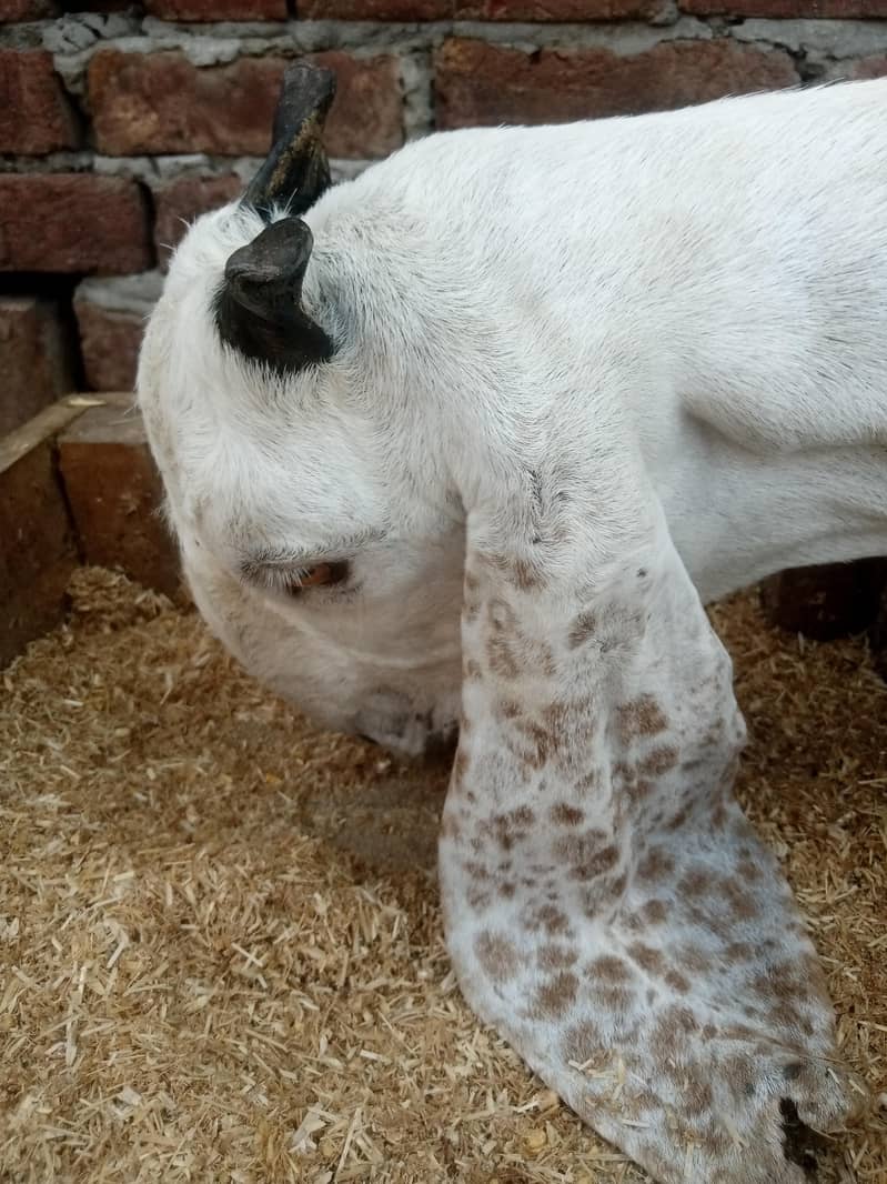 Desi Sindhi Bakra 2