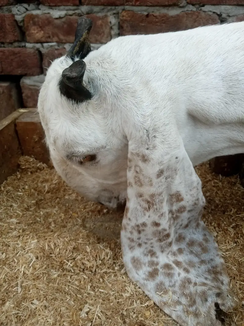 Desi Sindhi Bakra — photo 3