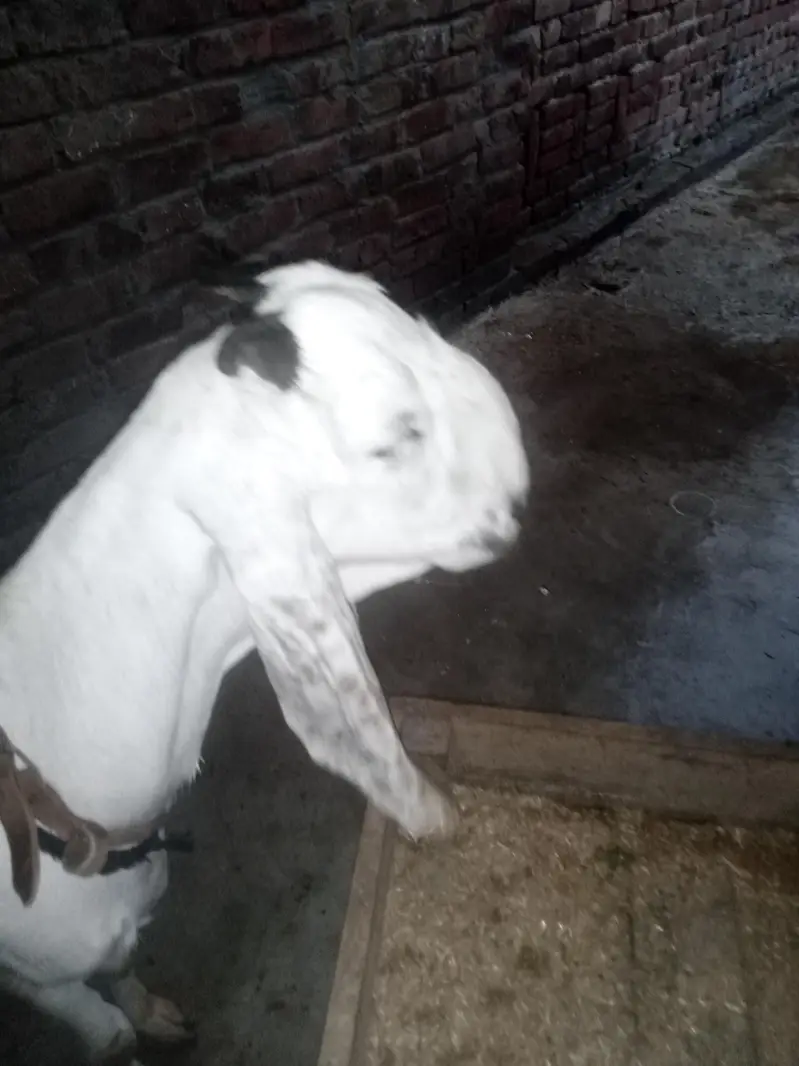 Desi Sindhi Bakra — photo 4