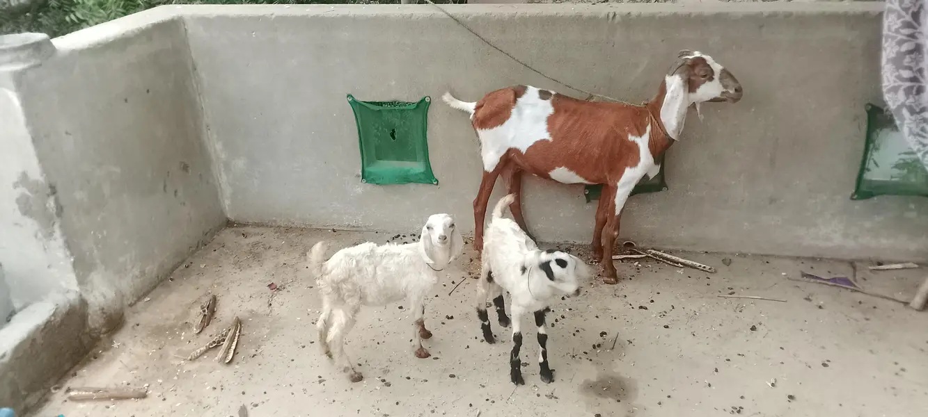 Tapri bakri 2 bacho k sath dono male Bache hn — photo 2