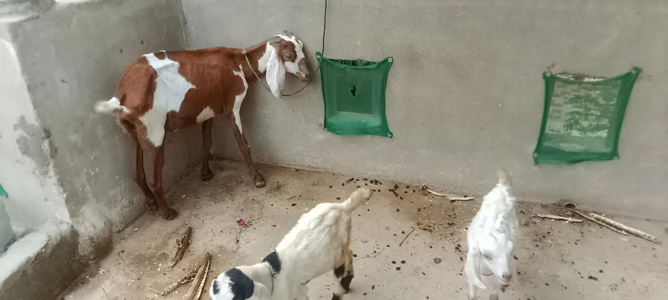 Tapri bakri 2 bacho k sath dono male Bache hn — photo 3