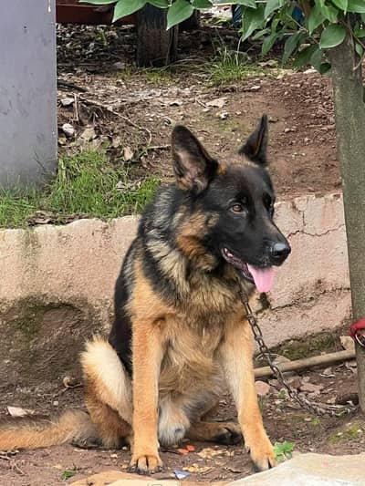 German Shepherd Puppy | GSD | single Coat |  pedigree Dog for sale