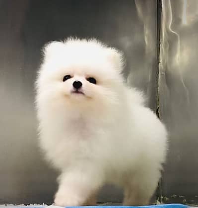 Pomeranian puppies 03139363417