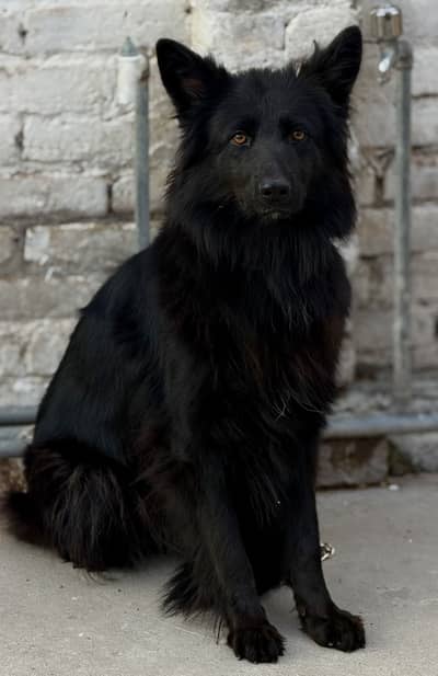 Black Extreme long Coat GSD