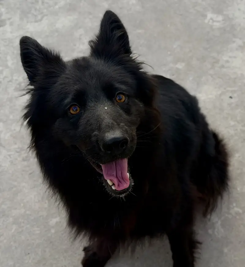 Black Extreme long Coat GSD — photo 2