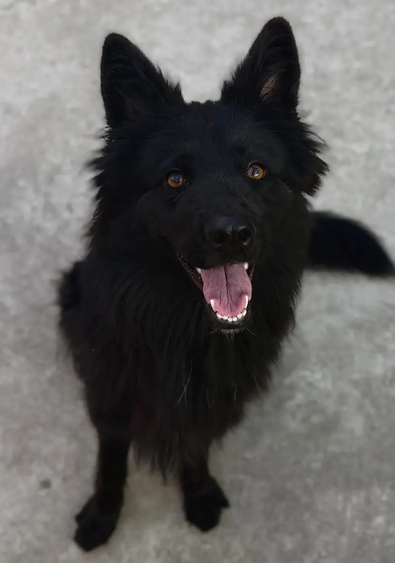 Black Extreme long Coat GSD — photo 3