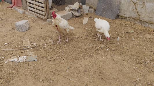 MURGHA & MURGHI FOR SALE
