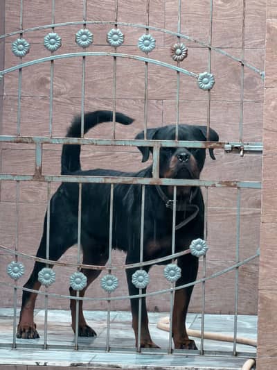 Rottweiler