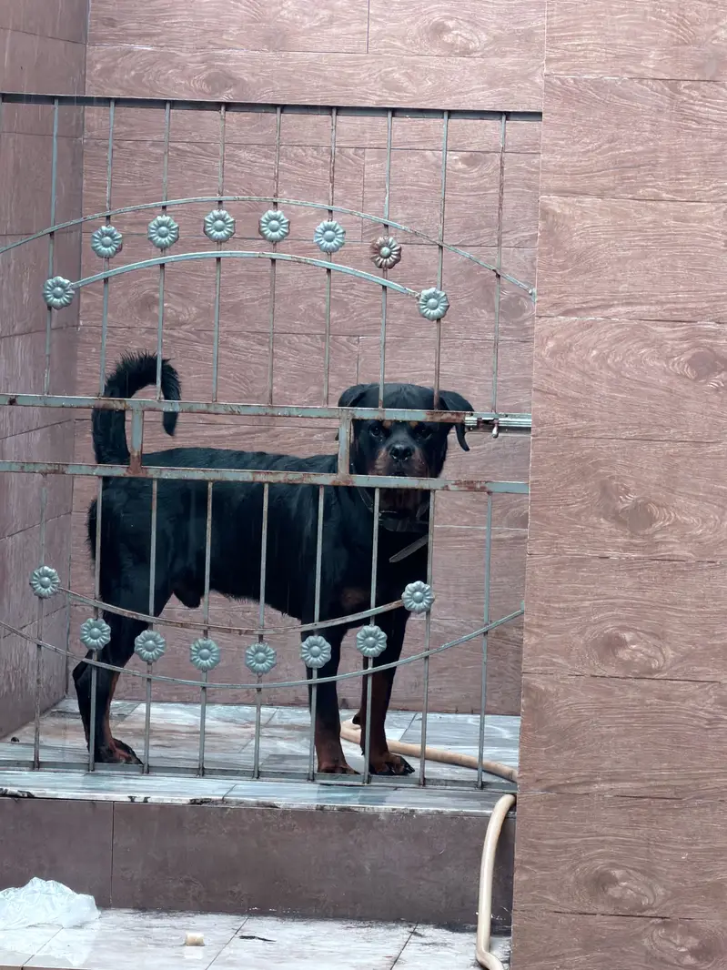 Rottweiler — photo 2