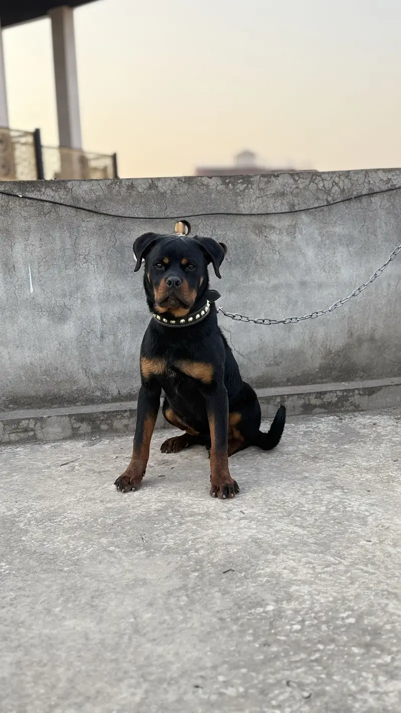 Rottweiler — photo 4