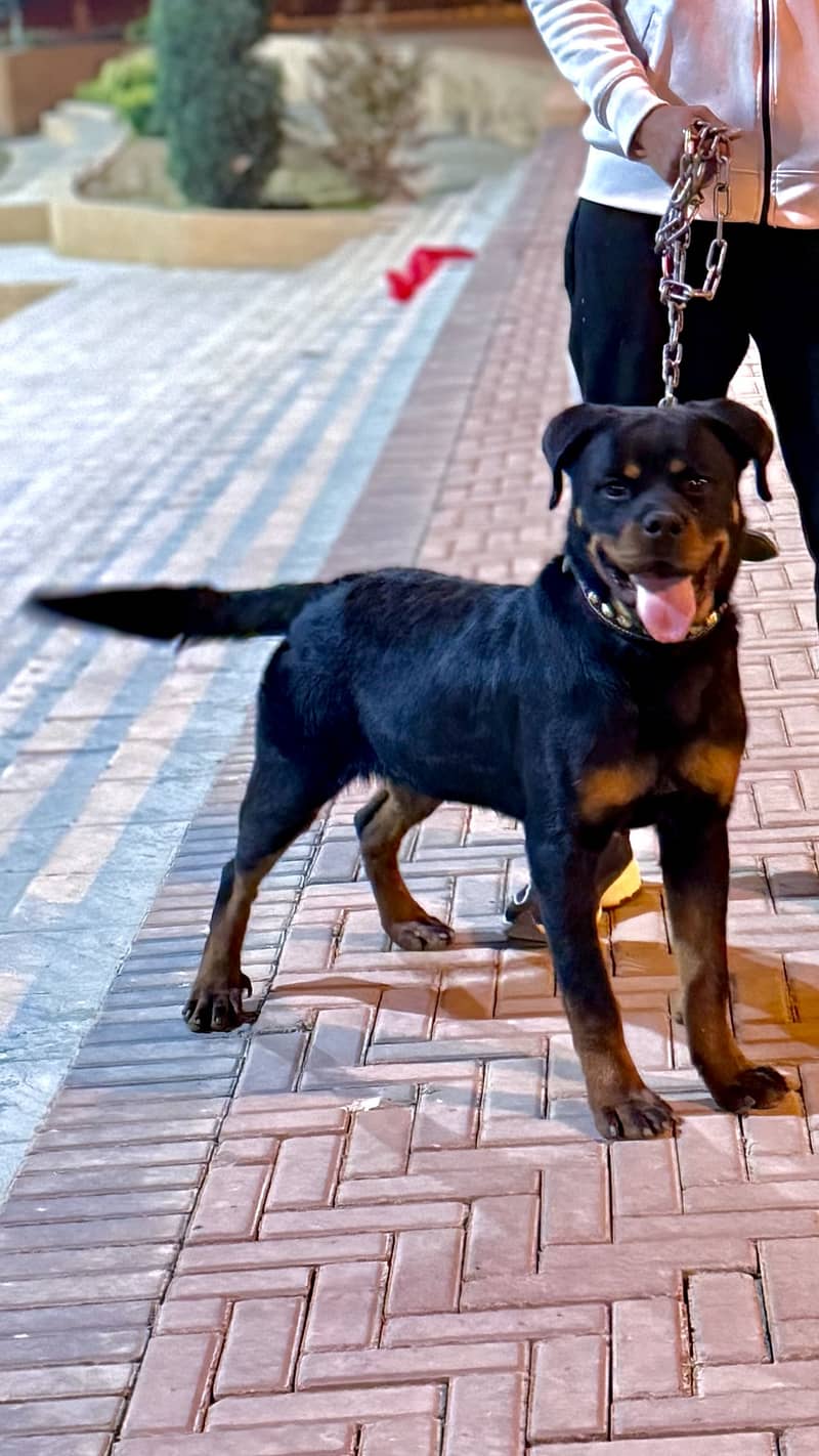 Rottweiler 4