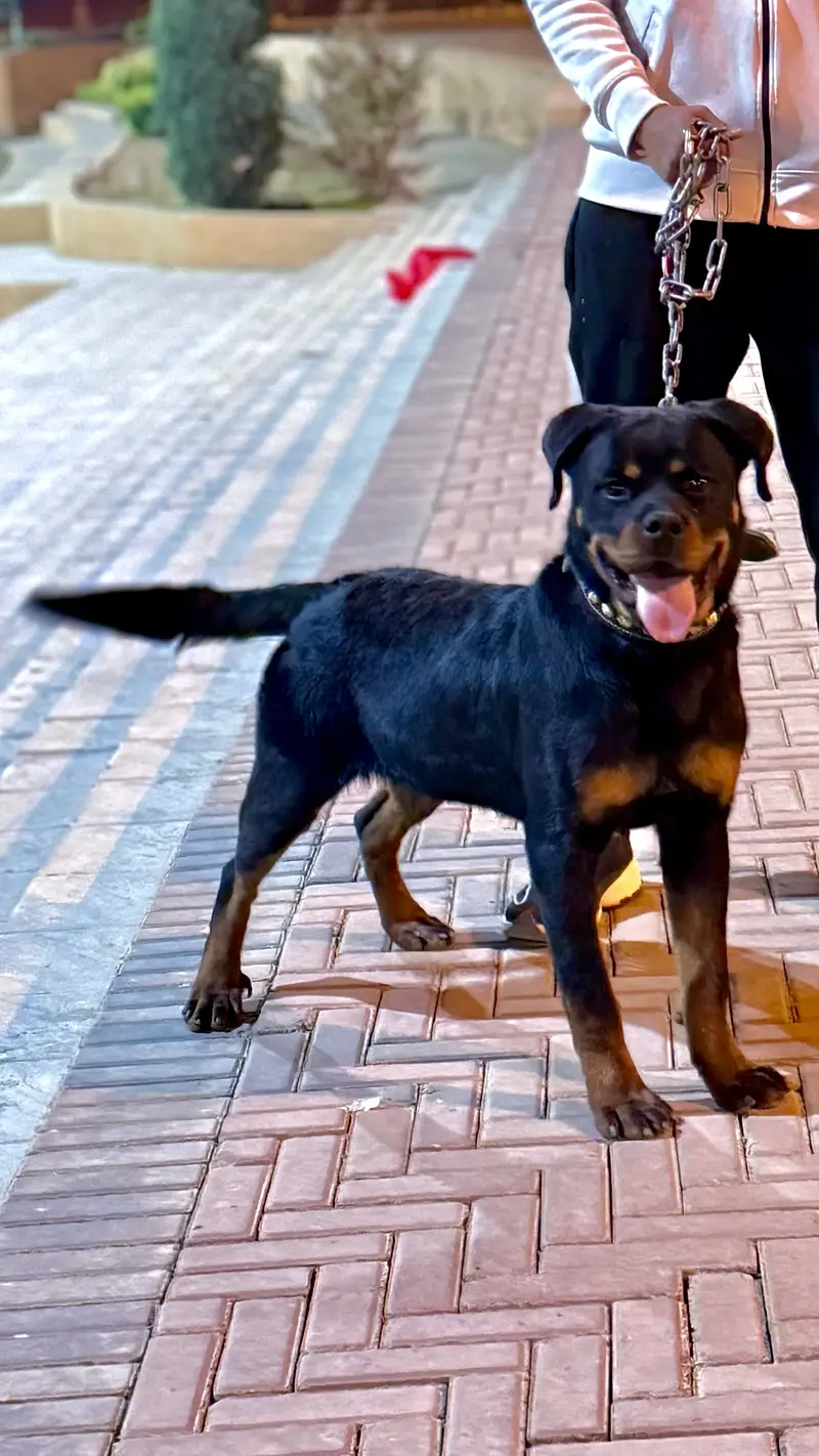 Rottweiler — photo 5