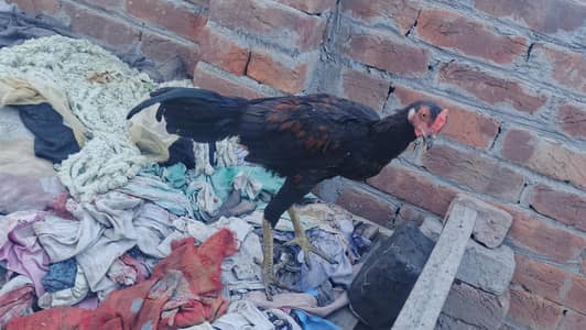aseel cross  ready to breed  available