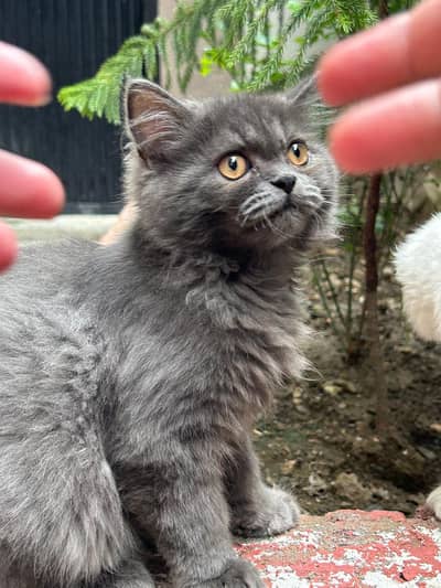 Persian Pair For sale