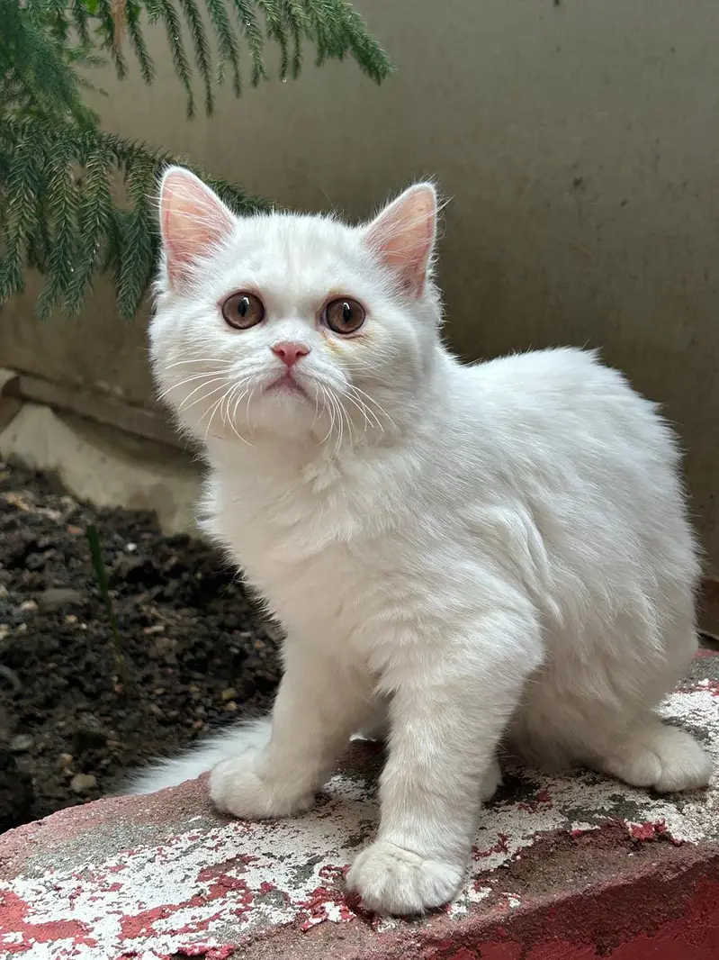 Persian Pair For sale — photo 2