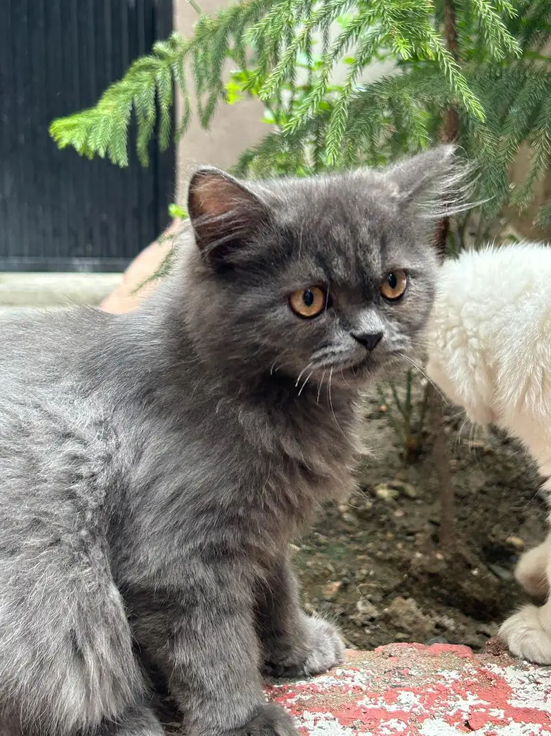 Persian Pair For sale — photo 3