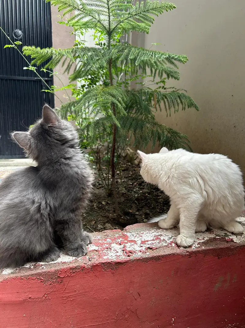 Persian Pair For sale — photo 4