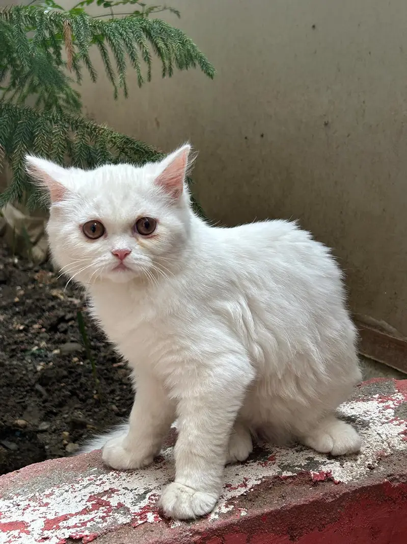 Persian Pair For sale — photo 5