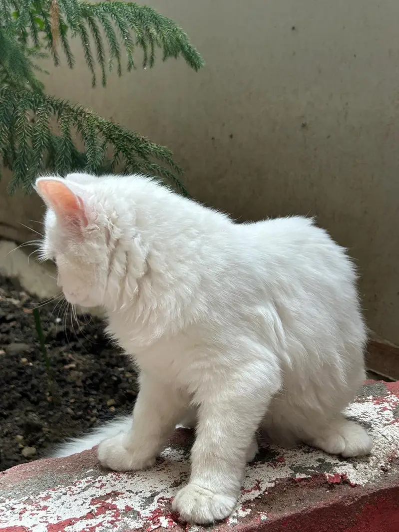 Persian Pair For sale — photo 6
