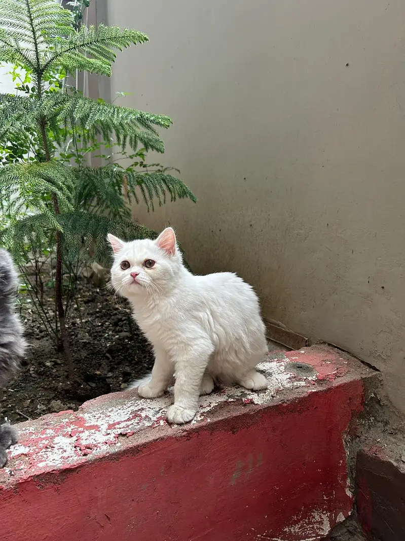 Persian Pair For sale — photo 7