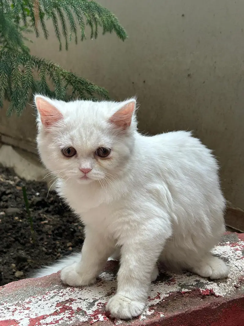 Persian Pair For sale — photo 8