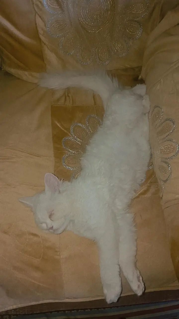 Persian Pair For sale — photo 10