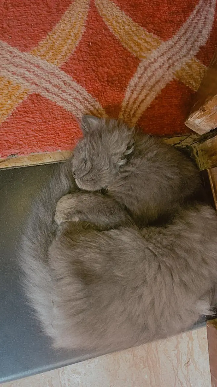 Persian Pair For sale — photo 11