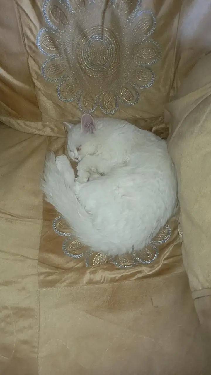 Persian Pair For sale — photo 12