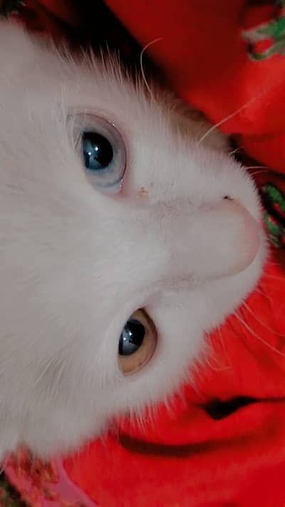 Turkish angora