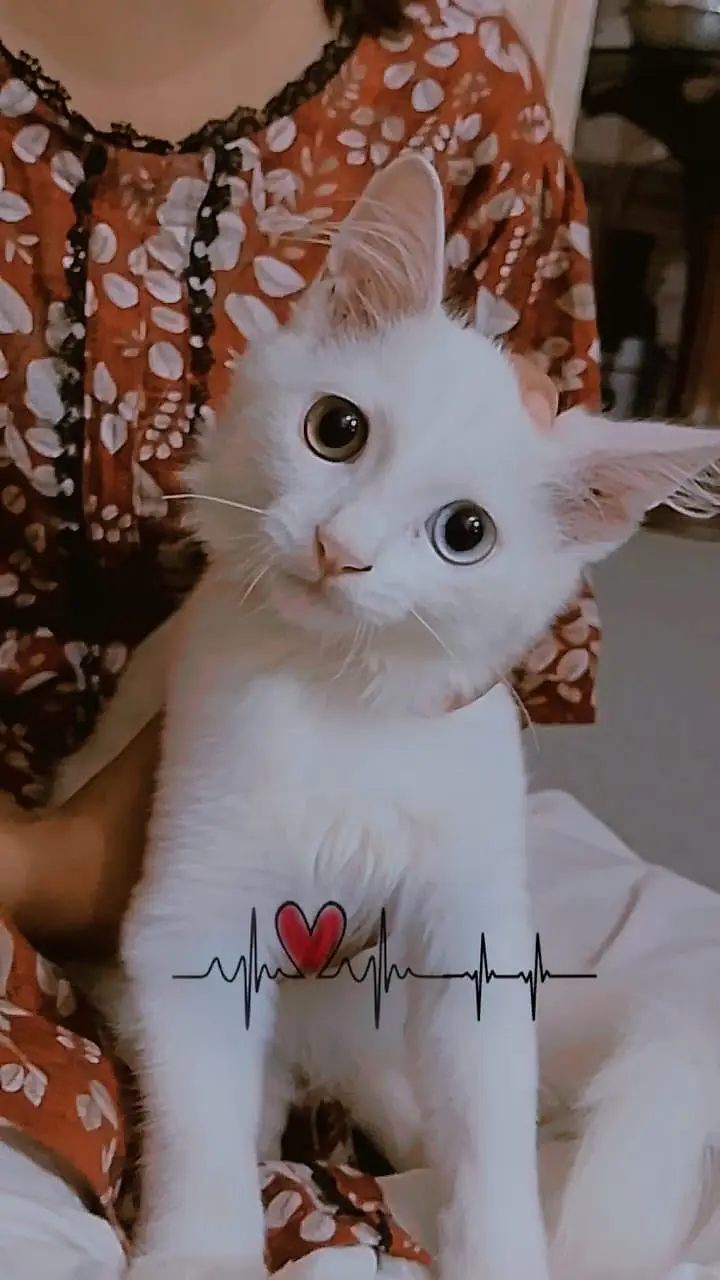 Turkish angora — photo 2
