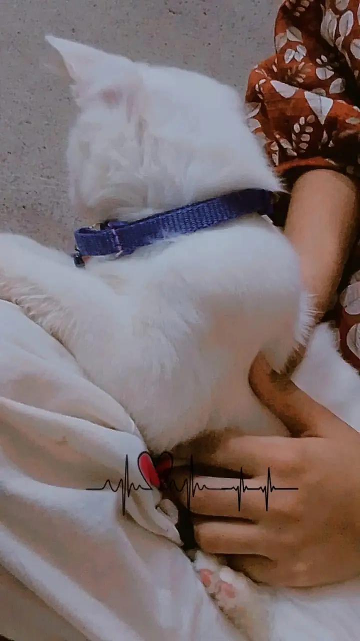 Turkish angora — photo 3