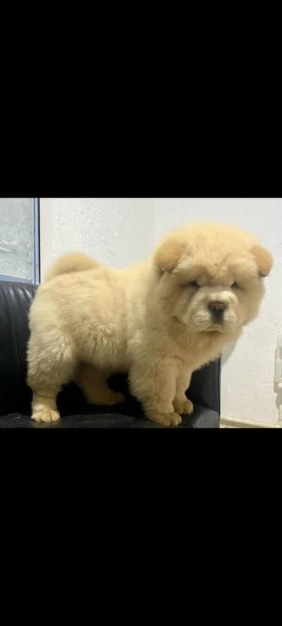 IMPORTED CHOW CHOW PUPPIES ARE AVAILABLE FOR SALE