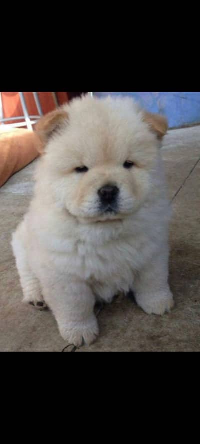 IMPORTED CHOW CHOW PUPPIES ARE AVAILABLE FOR SALE