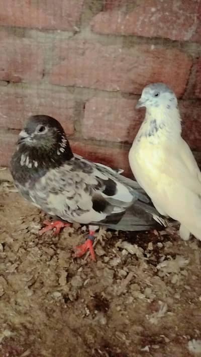 pair sialkoti