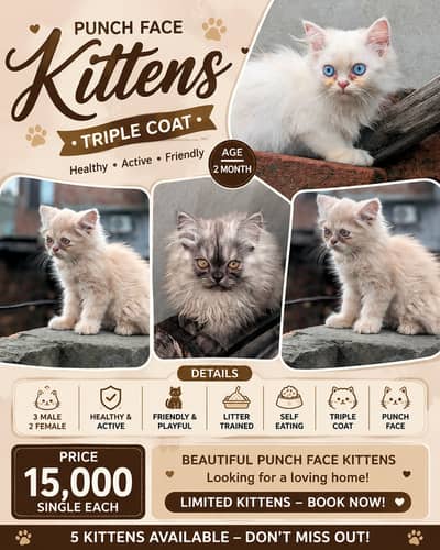 Punch Face Triple Coat Persian Kittens | 2 Months | Fluffy | Kitten