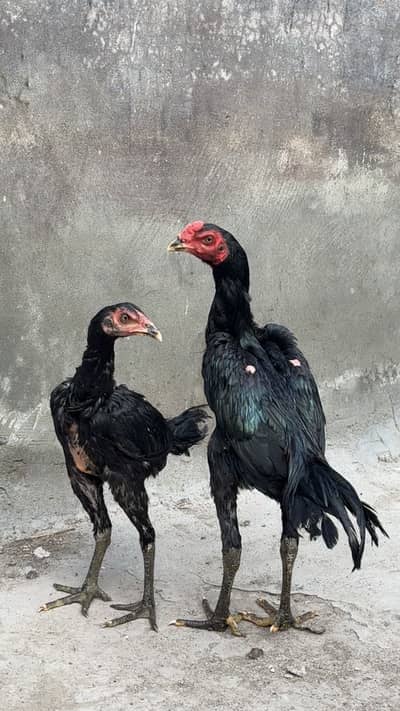 Panus pakoye pair
