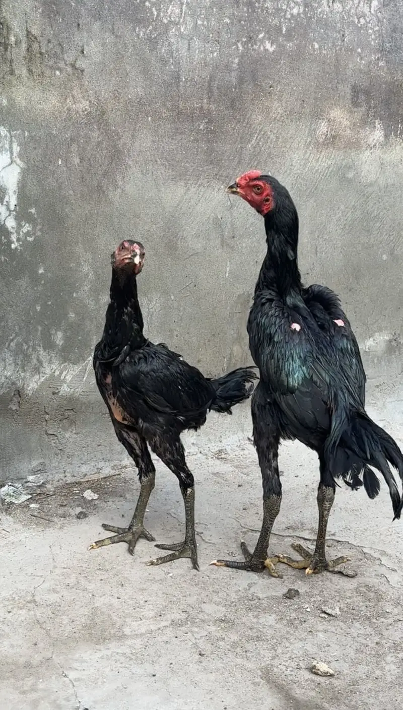Panus pakoye pair — photo 2