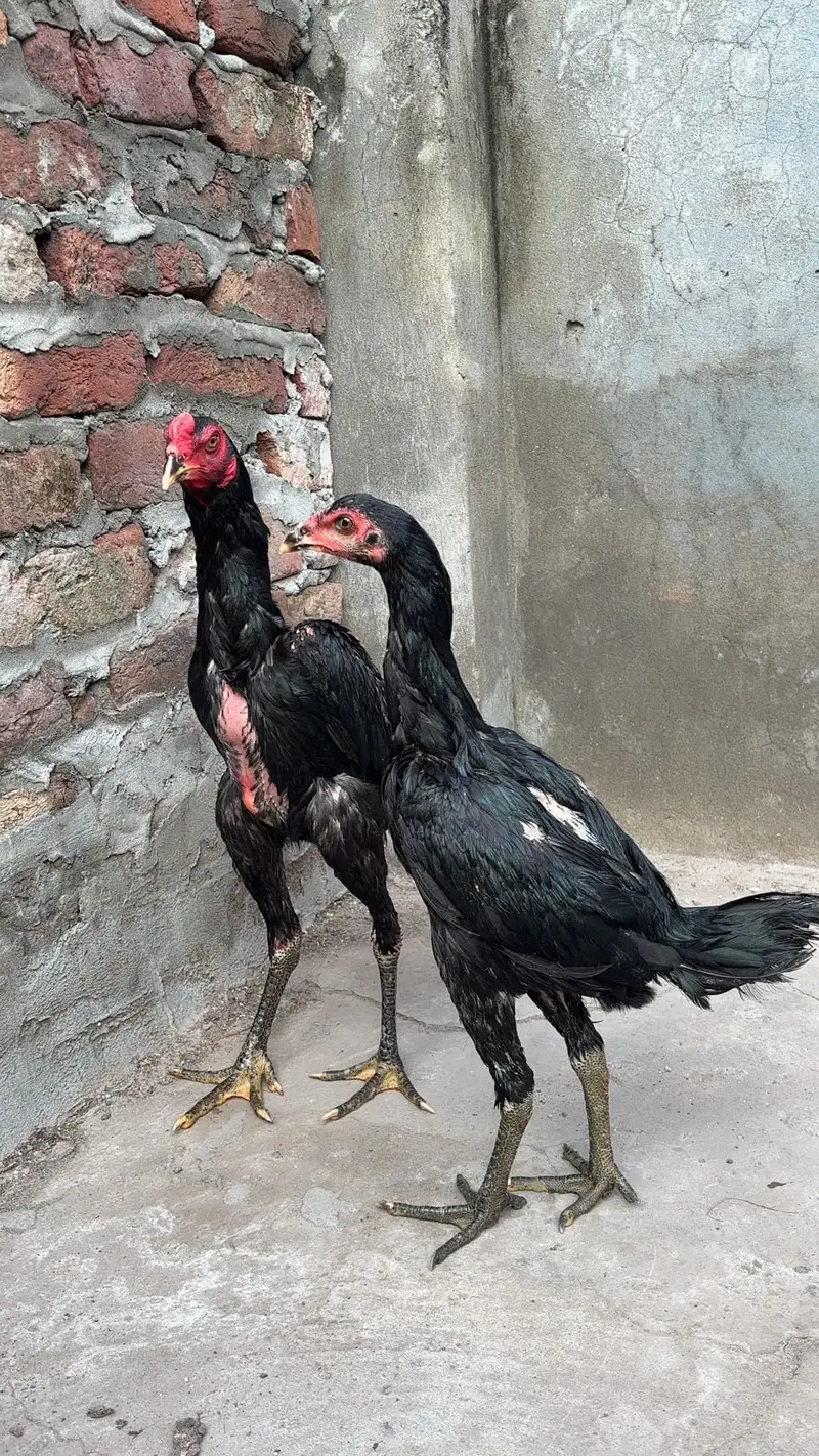 Panus pakoye pair — photo 3
