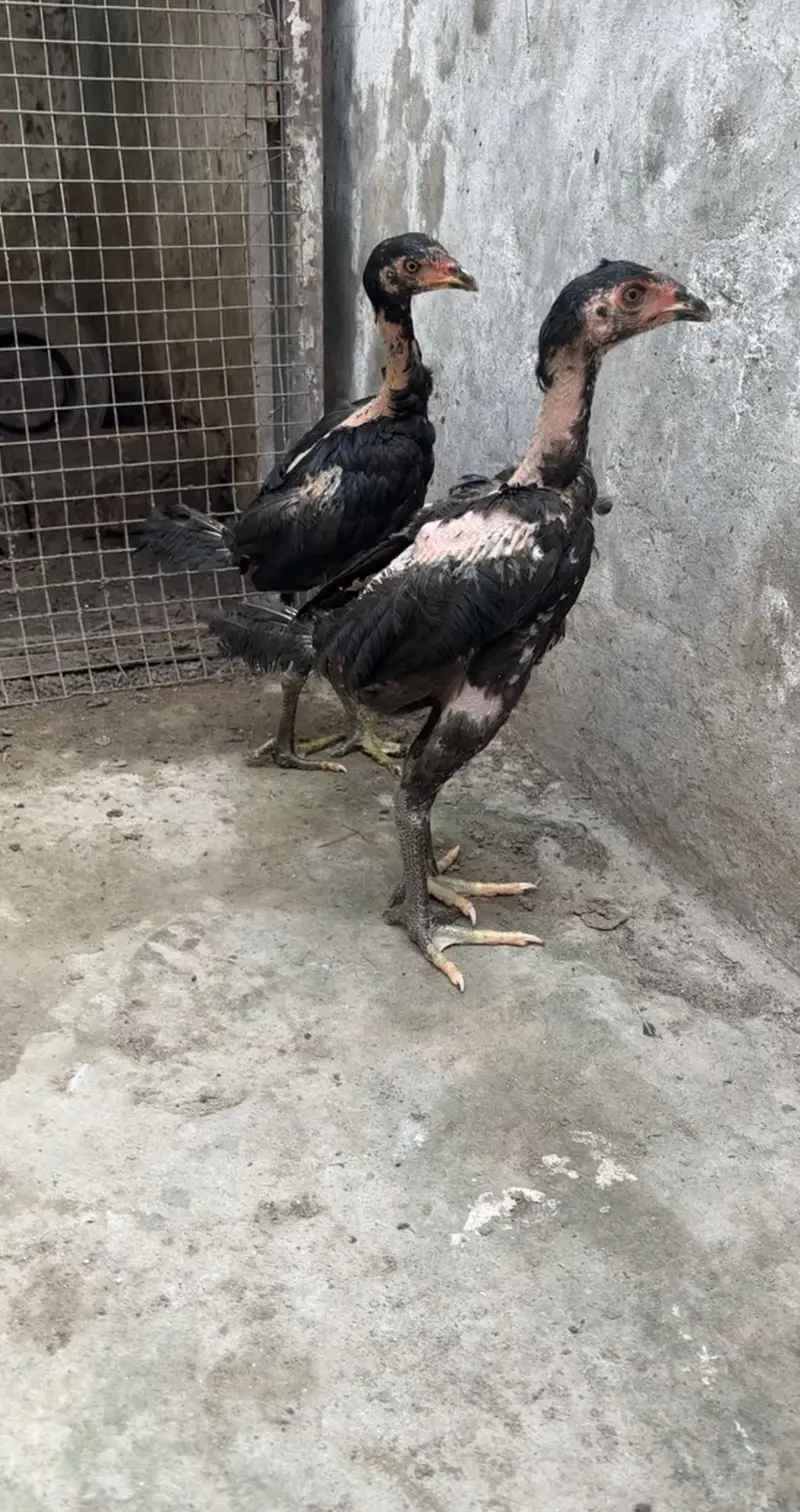 Panus pakoye pair — photo 4