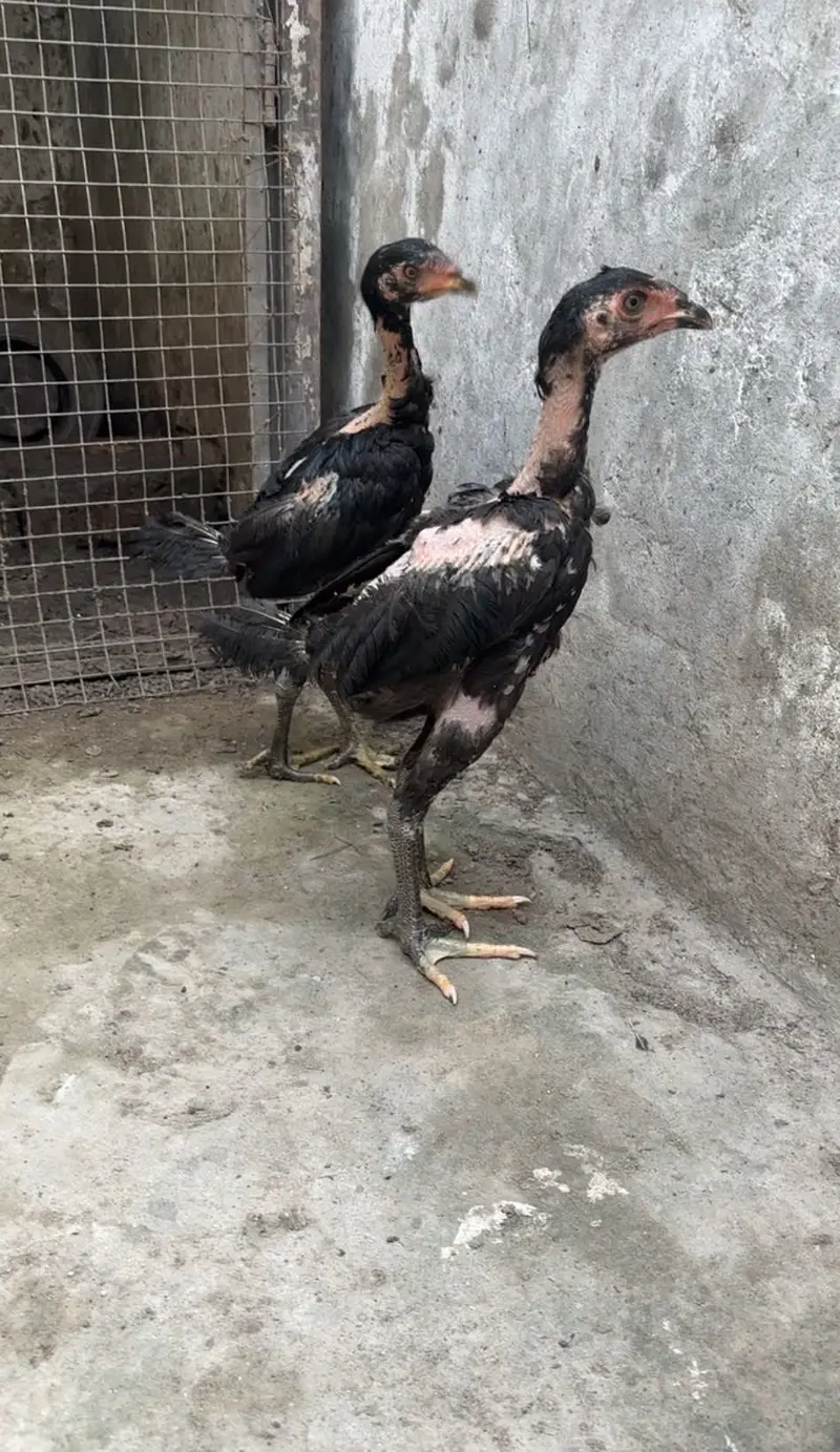 Panus pakoye pair — photo 5