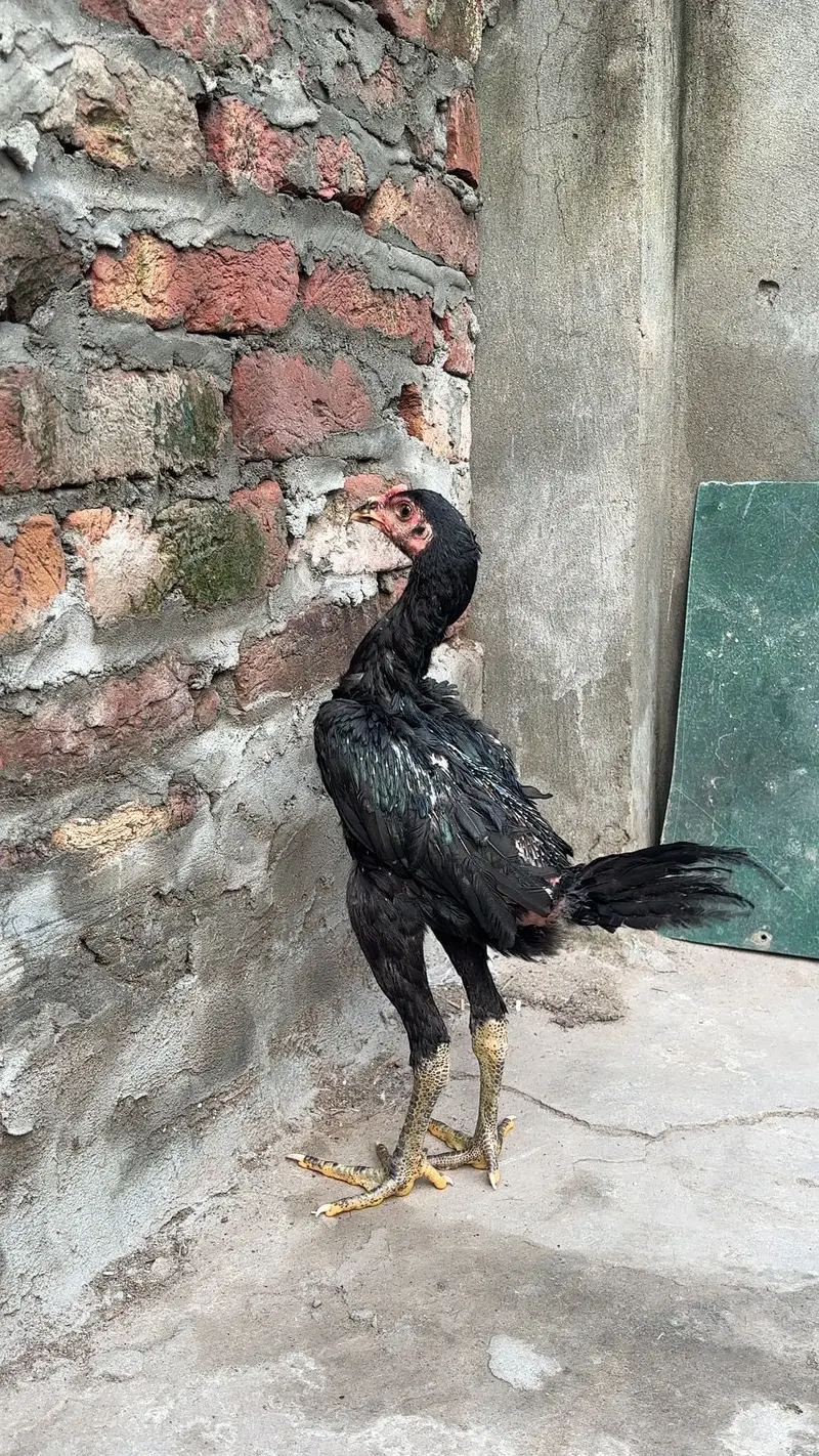 Panus pakoye pair — photo 6