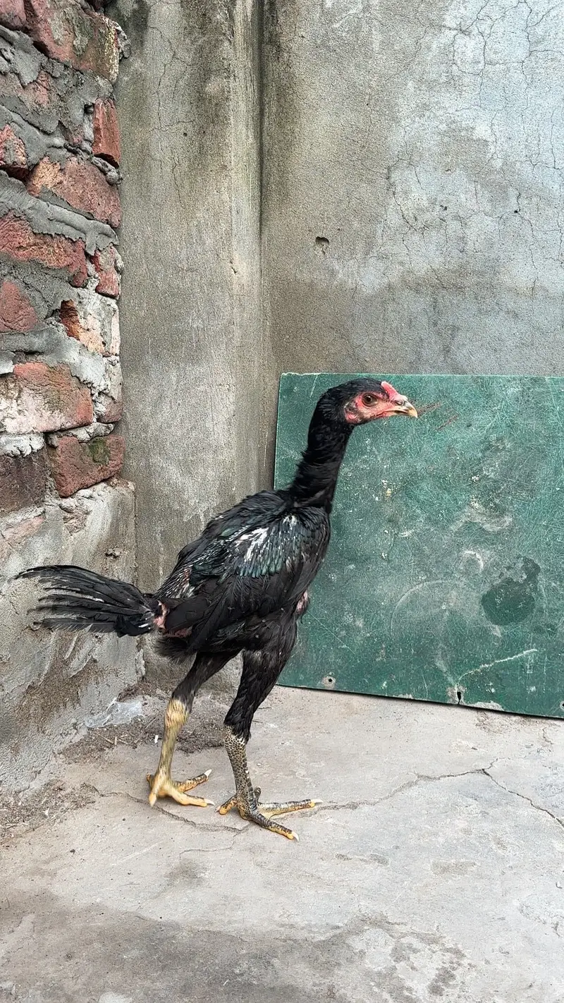 Panus pakoye pair — photo 7