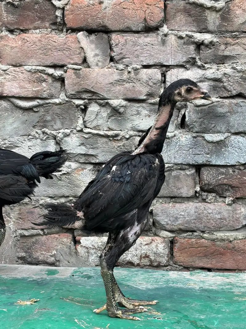 Panus pakoye pair — photo 8
