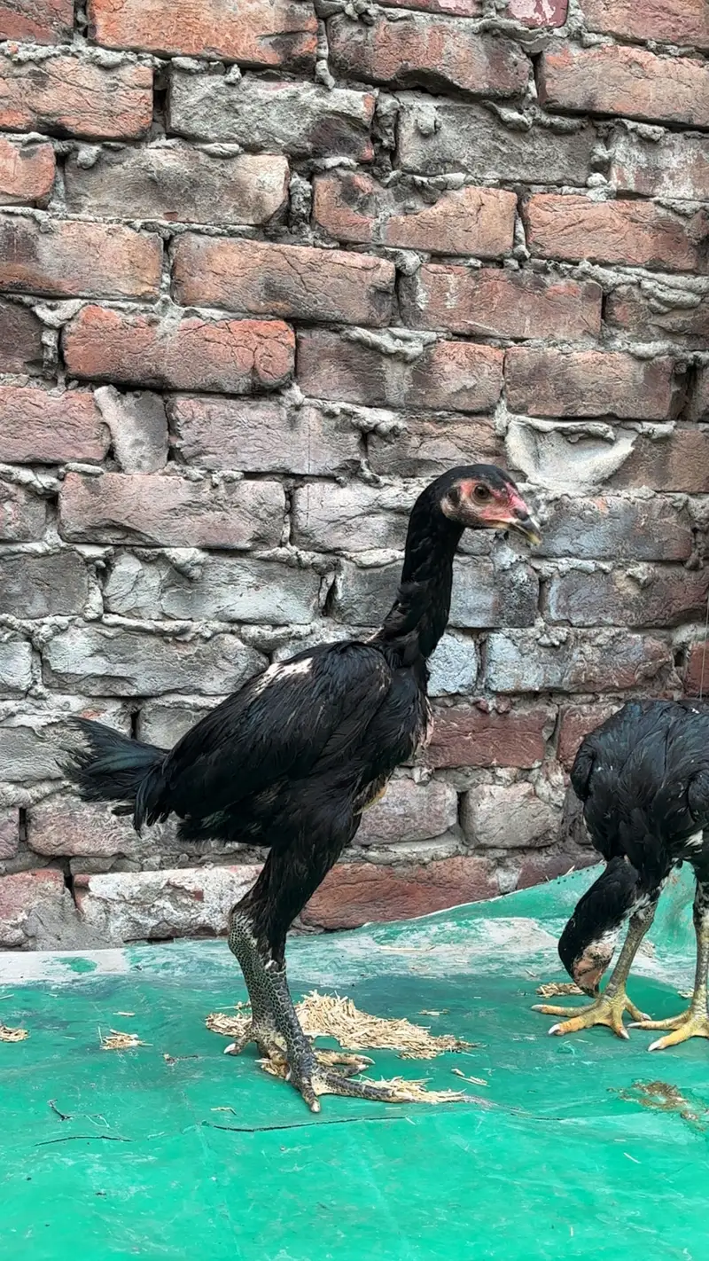 Panus pakoye pair — photo 9