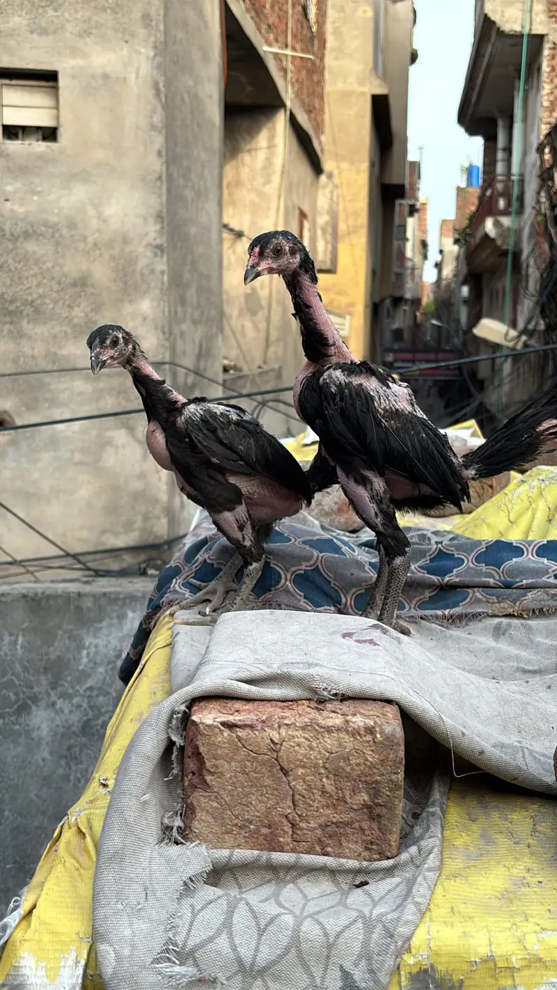 Panus pakoye pair — photo 10