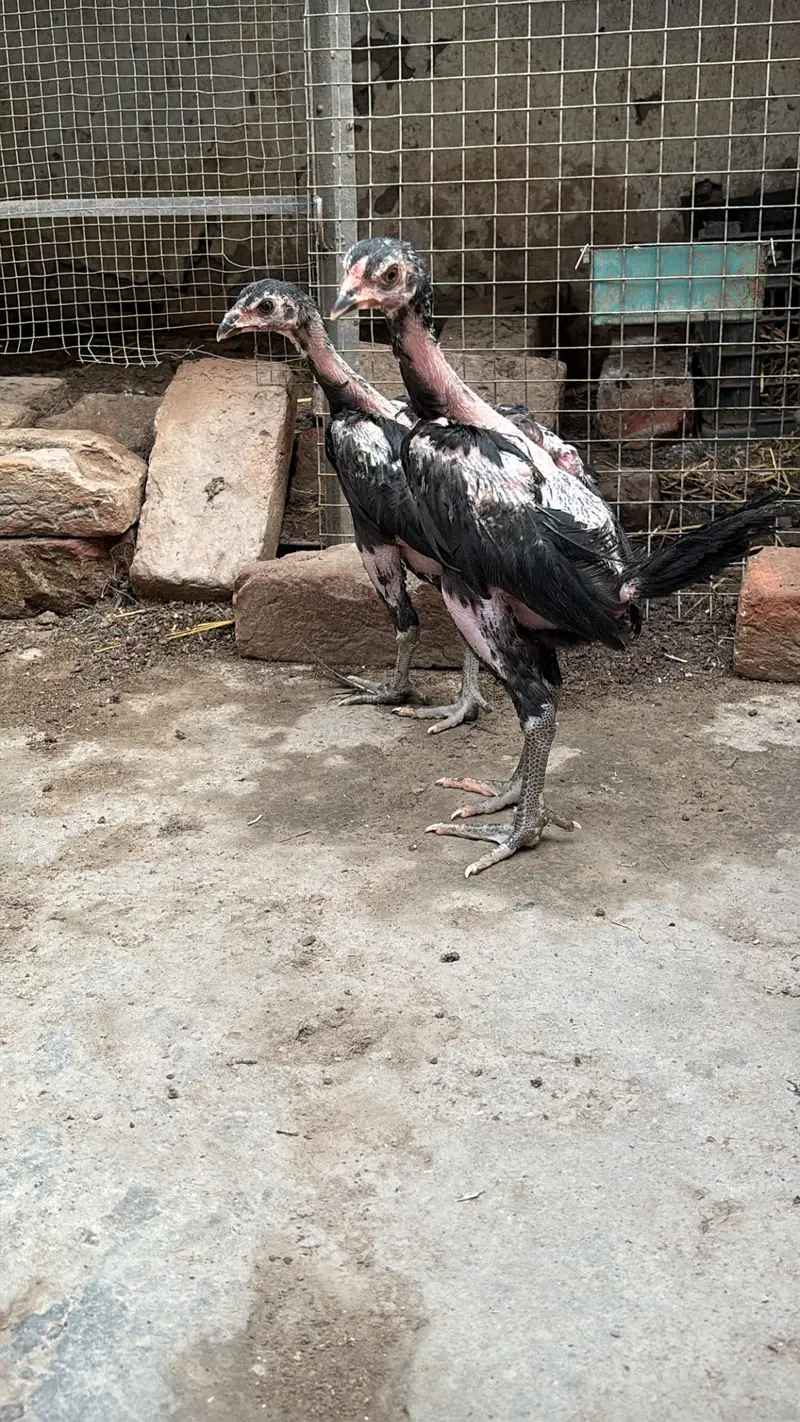Panus pakoye pair — photo 11