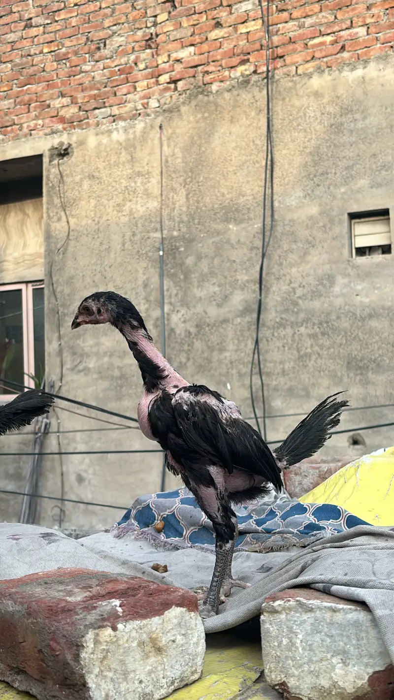 Panus pakoye pair — photo 12