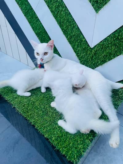 ​Pure White Persian Cat with 3 Kittens | Beautiful & Healthy Family