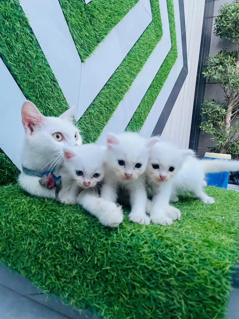​Pure White Persian Cat with 3 Kittens | Beautiful & Healthy Family — photo 2