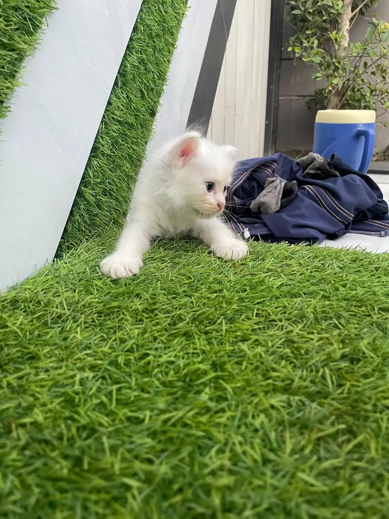 ​Pure White Persian Cat with 3 Kittens | Beautiful & Healthy Family — photo 3